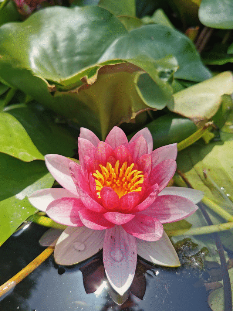 Ayurveda – ein ganzheitliches System der Gesundheit