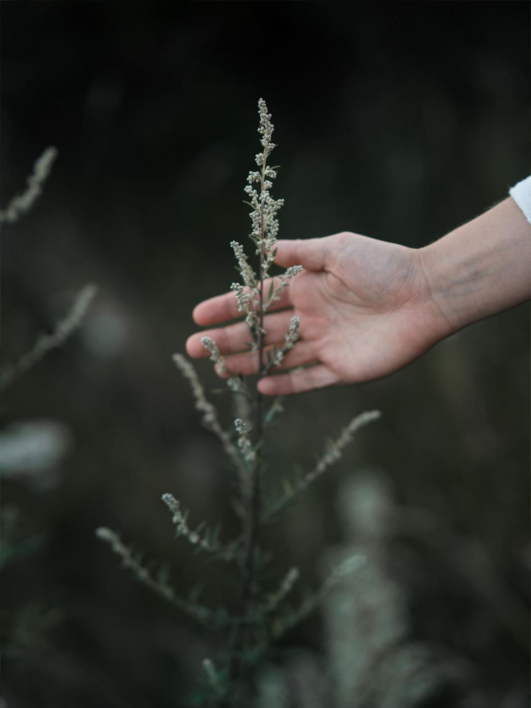 Was bedeutet Gesundheit im Ayurveda?